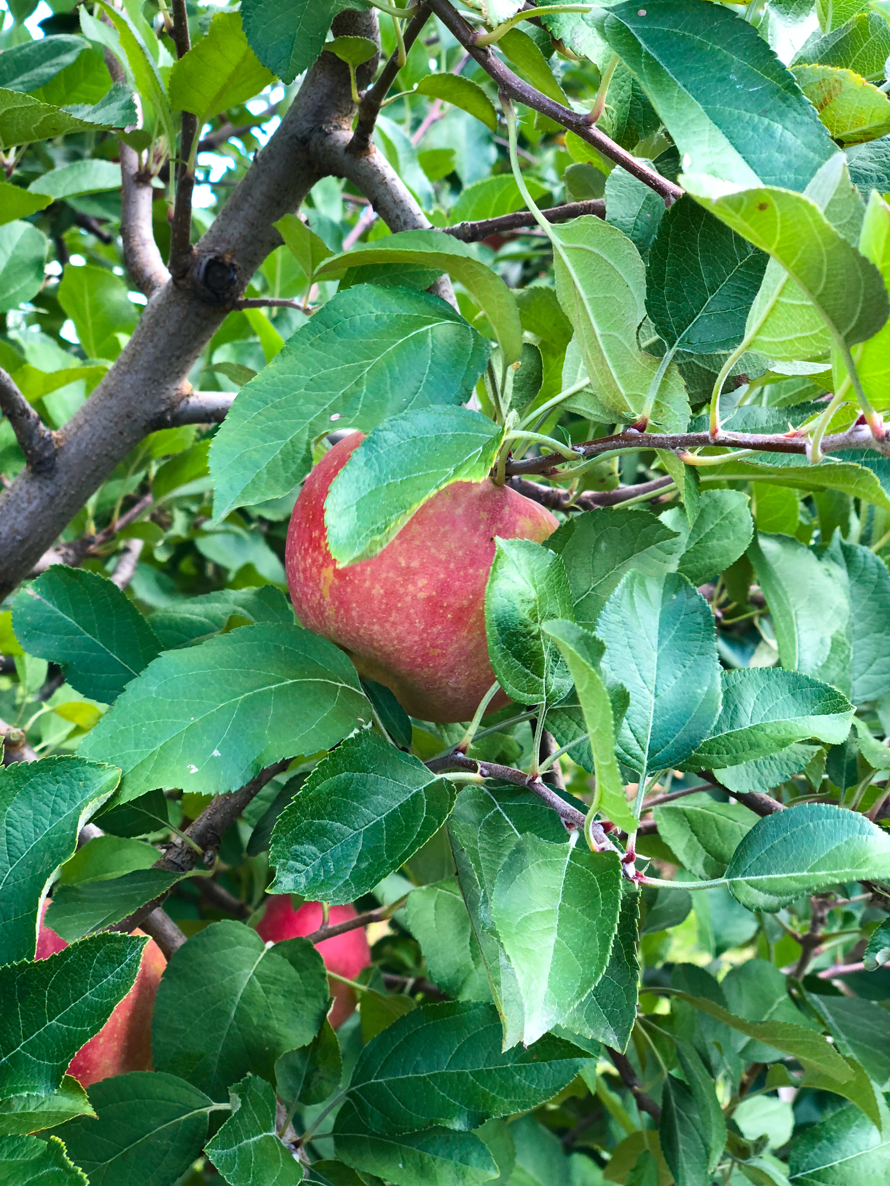 hanging apple in orchard